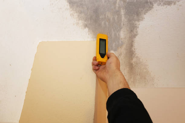 Best Environmental Consulting for Mold Prevention  in North Logan, UT