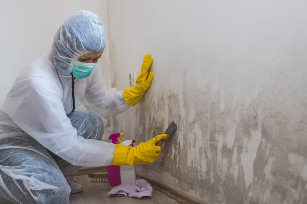 Best Biohazard Mold Removal  in North Logan, UT