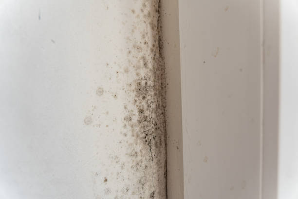 Best Residential Mold Inspection & Testing  in North Logan, UT